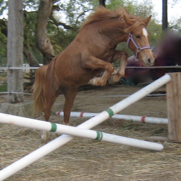 Utah- l'obstacle dans le sang!