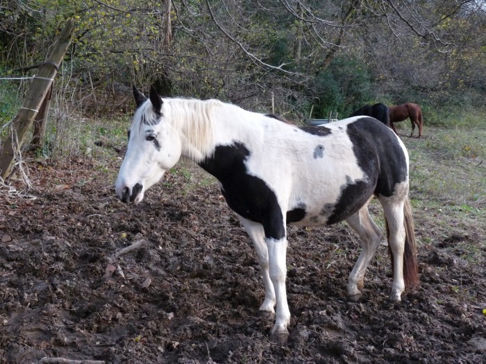 Una femelle Paint Horse 2 ans 1/2.