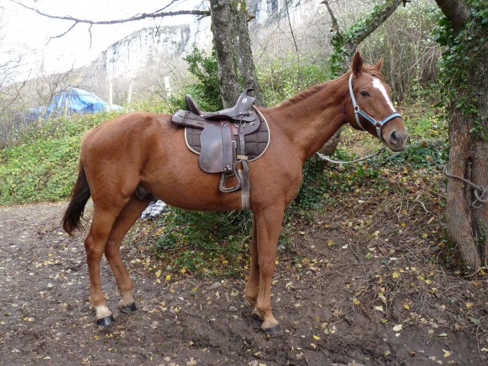 Isidor Selle Franais Hongre de 14 ans A VENDRE