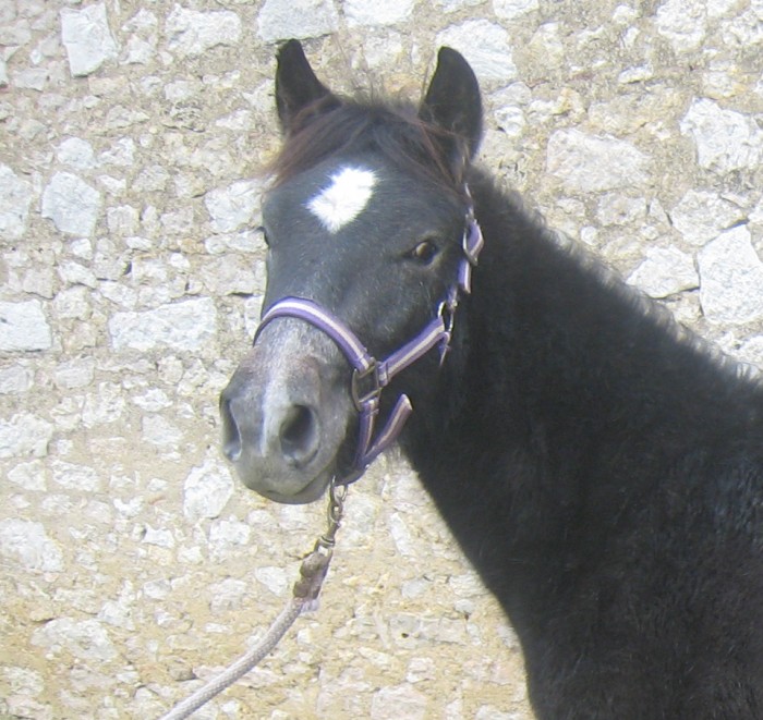 Portrait de V�rone