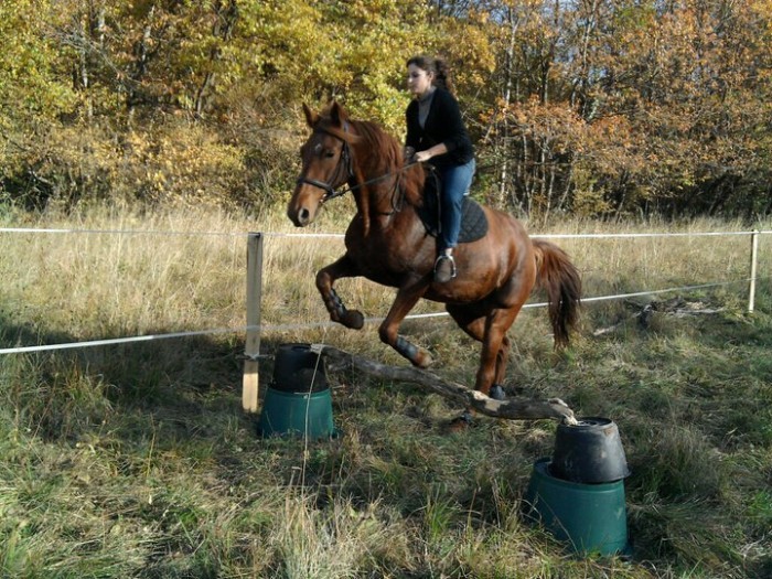 Sateen femelle Trotteur Franais pp 4 ans A VENDRE