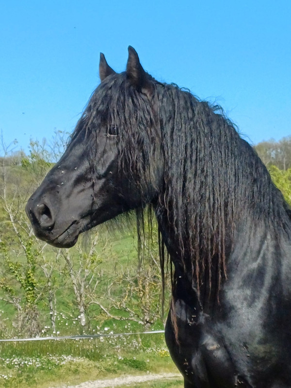 L'�talon Joe de feillet