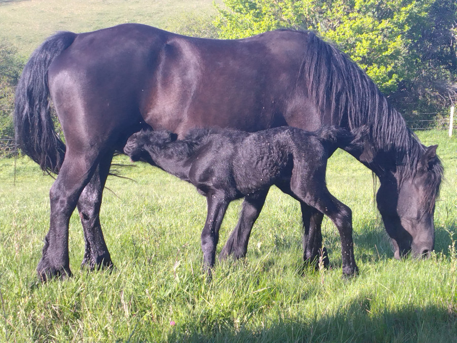 J'adore jeune poulini�re et sa fille