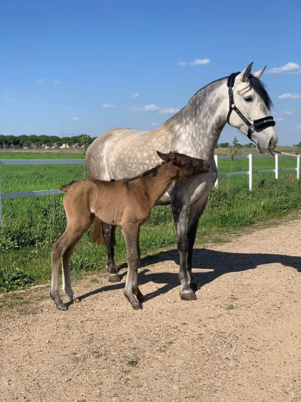 Je cherche un travail palefrenier/cavalier 