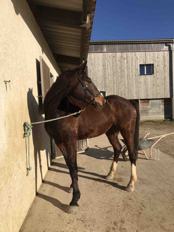 Bonjours je suis nouvelle ,  jai acheter ce cheval car un cous  de coeur mais ca fait 10 ans quil a pas trouver ca cavalier ideal et jaimerais des conseil il a peur davoir un cavalier sur le dos il est gentil comme tout il respecte les gens ect mais a peu