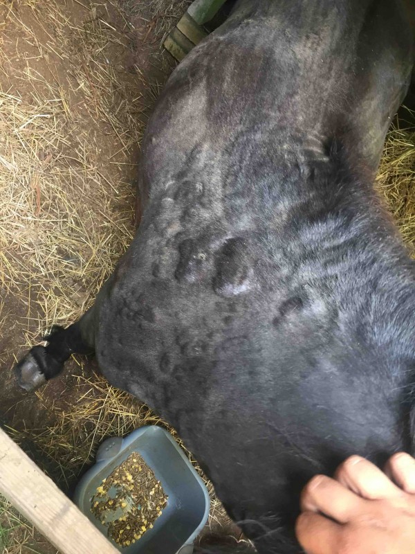 Bonjours, mon poney a des boutons  sur le corp ca ne le demange pas et il sort d\'une fourbure je suis un peut demunie avez vous reponse a ce que ca pourrais etre ? 