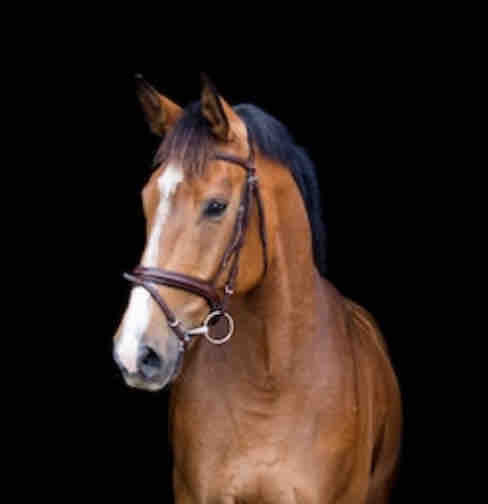 Commentez le nom de votre cheval svp?(ps:Evita)