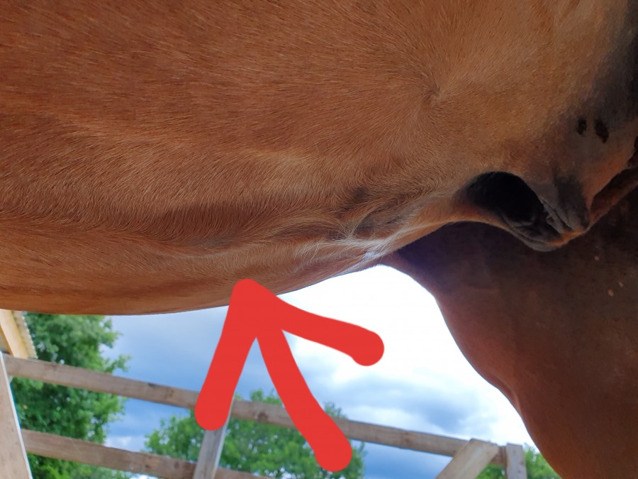 Boule Sous Le Ventre De Mon Cheval Boule Sous Le Ventre De Mon Cheval