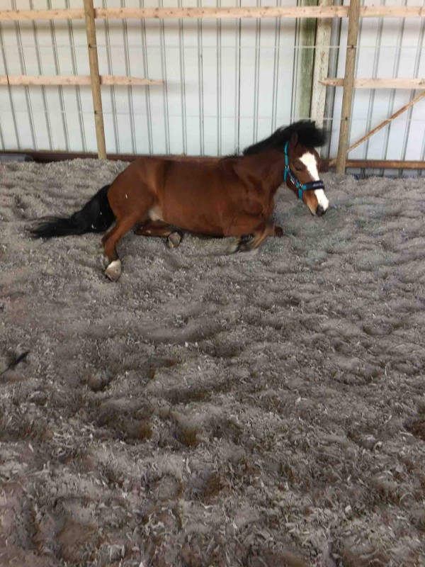 Voici mon chou, il s\'appelle Avatar et c\'est mon cheval. Enfin mon poney... C\'est un connemara bai cerise de 9 ans maintenant. 