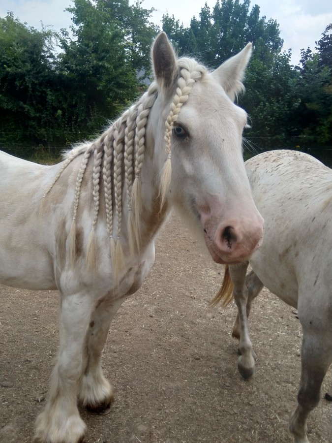 mon Gipsy cob de 3 ans et demi me prend la main a cheval ... ne voulant pas mont� dans la cha�ne du plus tu tires plus je monte en force( je ne veux pas que sa bouche soit du b�ton)  ... je me demandais si le hackamore pourrait �tre une bonne solution ???