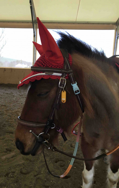 Voila apple la plus gentille des ponettes !! ???