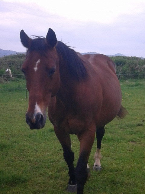 Orrigan vient chercher sa gratte de chanfrein...