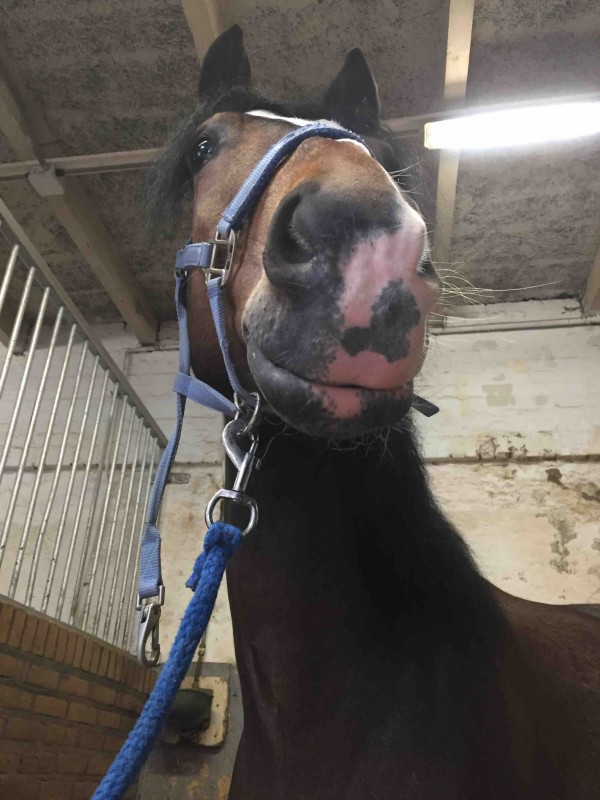 ~ Hello everybody ~   

Voici une petite photo de Moonlight (pas a vendre). 
Race: Poney neerlandais 
M�le/hongre
Discipline: Dressage et balade
Taille: entre 1m46-1m50 
---------------------------
Instagram: Une_attrapeuse_de_reve
///////////////////////