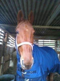 je recherche un pr� ou une demi pension dans le 49 pret de angers pour mon cheval .si possible avec des chevaux plus petit que lui ou des chevaux pas dominant. car monsieur est soumis au autres chevaux. 