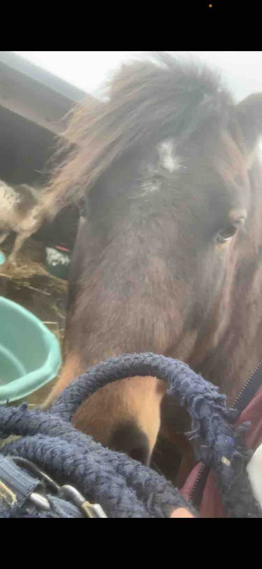 Mon cheval d�sir� le petit chouchou apres une grosse semain