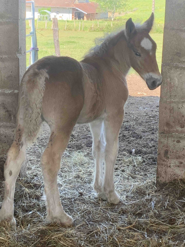 Jolie pouliche comtoise croisee ardennaise toisera environ  1m58 elle est a reserver pour le sevrage courant novembre elle sera onc pucer identifier et vermifuger me contacter pour plus d\'infos 