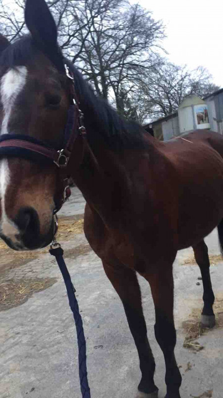 Voissi mon b�b� Milton, il va en retraite a le fin du moins il a 20 ans et ses le meilleure cheval sue j\'ai jamais monter. 