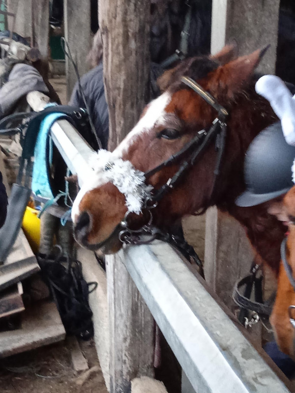 C'�tait le dernier cours de No�l et on voulait le d�corer mais il avait peut des d�cos 😂🐴🐎🦄