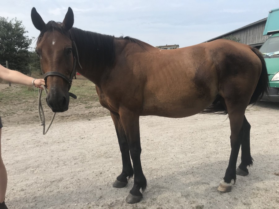 A vendre 300? cheval de 21 ans pour tenir compagnie � un autre cheval ou un �ne ou pour tondeuse. Pour plus de renseignements me contacter au 0603596896