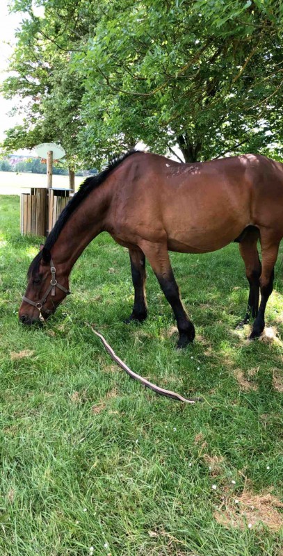 Je vend mon Trotteur Fran�ais 22 ans suite a de nombreux probl�me financier...