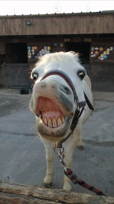 �a, c\'est une ponette formidable avec qui je suis arriver 2�me ?????