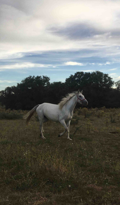 Bonjour, je vais bient�t passer mon galop 3 et pour cela je dois savoir trotter sur le bon diagonal mais je ne sais pas comment le faire alors si je pouvais avoir 1 ou 2 conseils pour trotter sur le bon diagonal,  �a me ferais pas de mal, merci d\'avance.