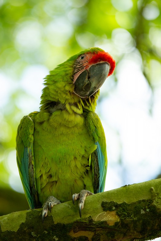 Ara militaire, au parc animalier et botanique de Branf�r�. Que j'aime les oiseaux...