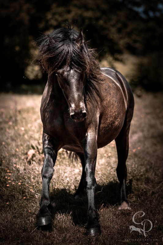 Apache, fougue �l�gante, vivacit� poignante, spontan�it� et po�sie...