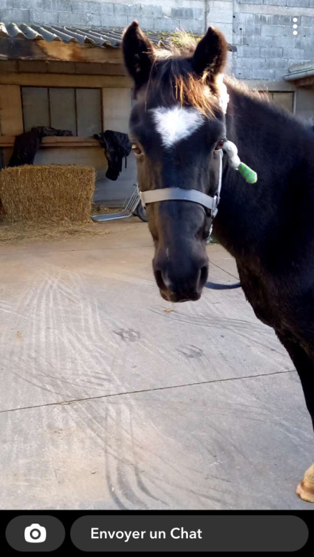 Voici matcho un poney qui est un peu foufou ? bref je l\'ai monter que en dress mait pas en saut car il ne saute pas  tres bien donc j\'ai pas trop envie ?
