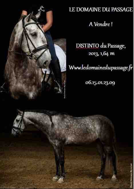Distinto hongre lusitanien 
