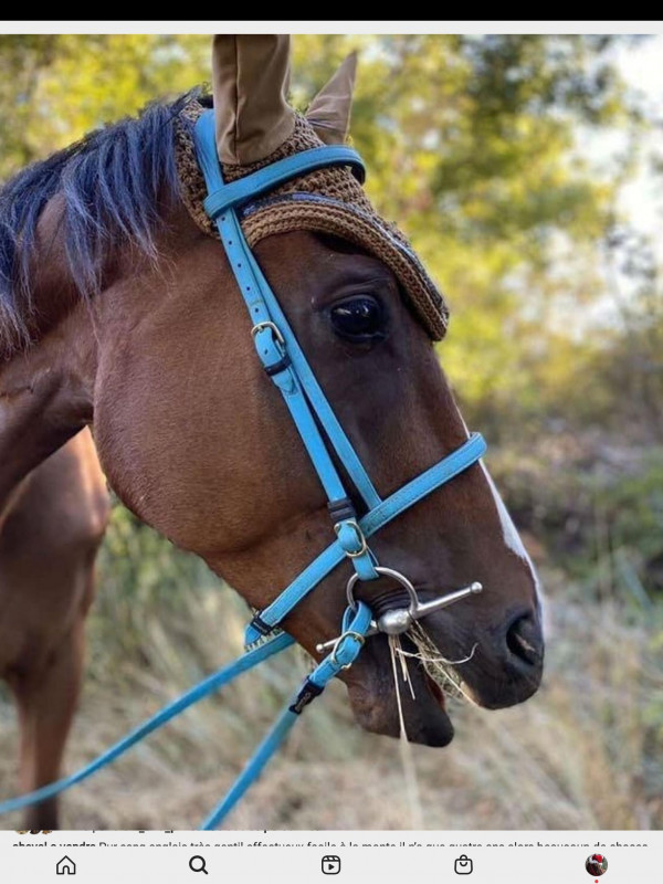 Cheval a vendre 

Renardo est sont pr�nom je doit m\'en s�par� histoire compliqu� ils vas partir � la boucherie si ne part pas ?ils a 4 ans donc b�b� je le vend avec sa selle et sont licol bleu je les mis sur plusieurs site ils est pas parti.est t\'es gen