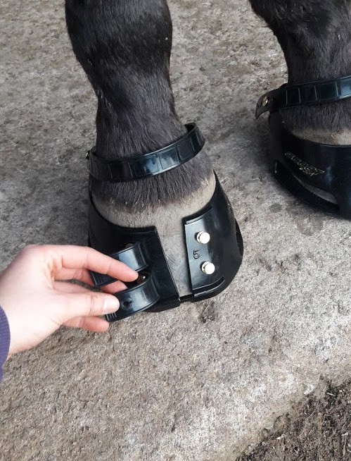 scoot boots cheval