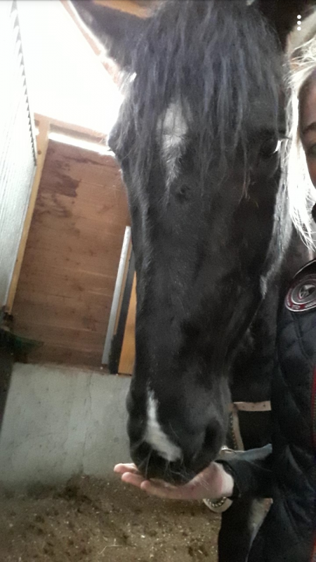 bonjour je chercher un cheval qui me serais confier j ai le niveau g4 j\'ai un reve comme toute les cavaliere je pense ses davoir son cheval mon paire ne veut pas men acheter un je. chercher alors un cheval qu ont me confirais il faudairs qu il soit dans 