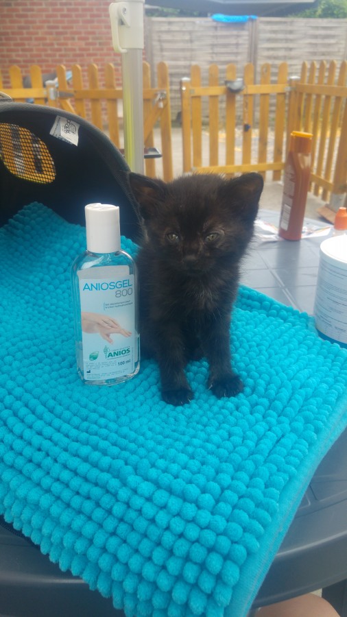 Chaton De 3 Semaines