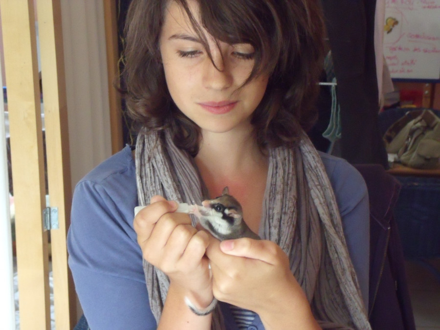 Bebe Souris Mulot Musaraigne Comment Les Sauver Bebe Souris Mulot Musaraigne Comment Les Sauver