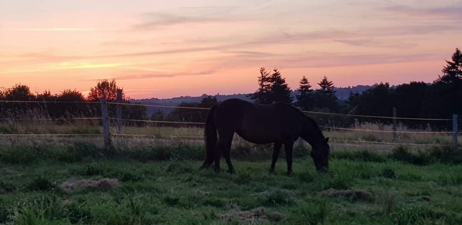 Nous vous proposons d\'accueillir votre cheval dans une pension familiale, proche de SAINT-LO.

Les chevaux peuvent vivre au pr,  deux ou trois ou individuellement selon votre choix, dans des prairies naturelles et cltures.

Cette formule au pr toute