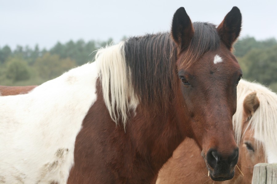 Ninas et Grand Rom�o (derri�re)