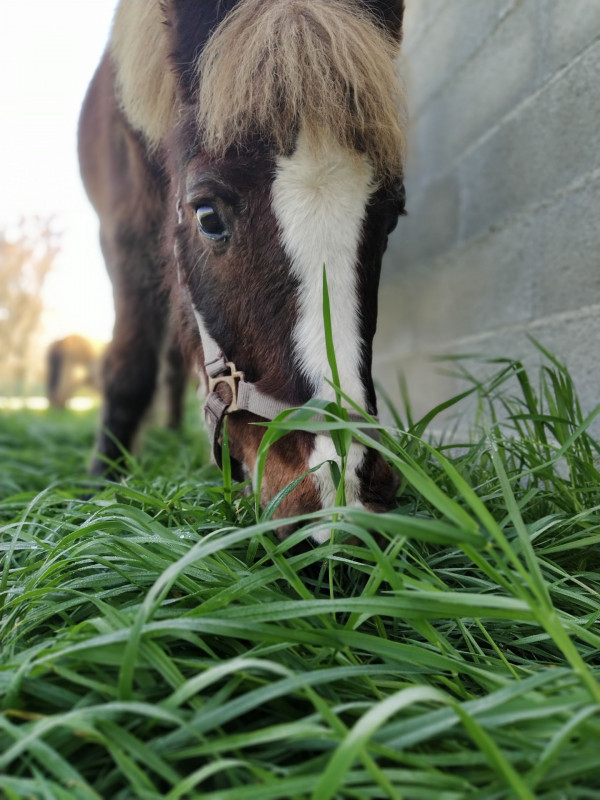 Bonjour je viens vers vous car je n\'ai plus de solutions dimanche je suis en concours et je dois faire des pions sur mon poney de concours (celui sur la photo n\'est pas mon poney de concours)il avait une crini�re sp�cial pour les pions puis sa a �t� cou