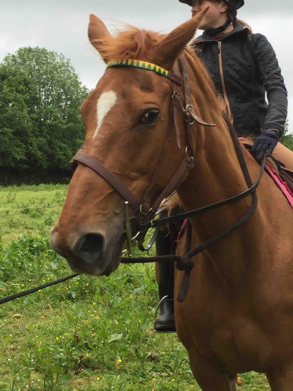 Bonjour,
Je me presente je m\'appelle Clara et je suis propritaire de Lulu une jument de 20 pour une retraite active 