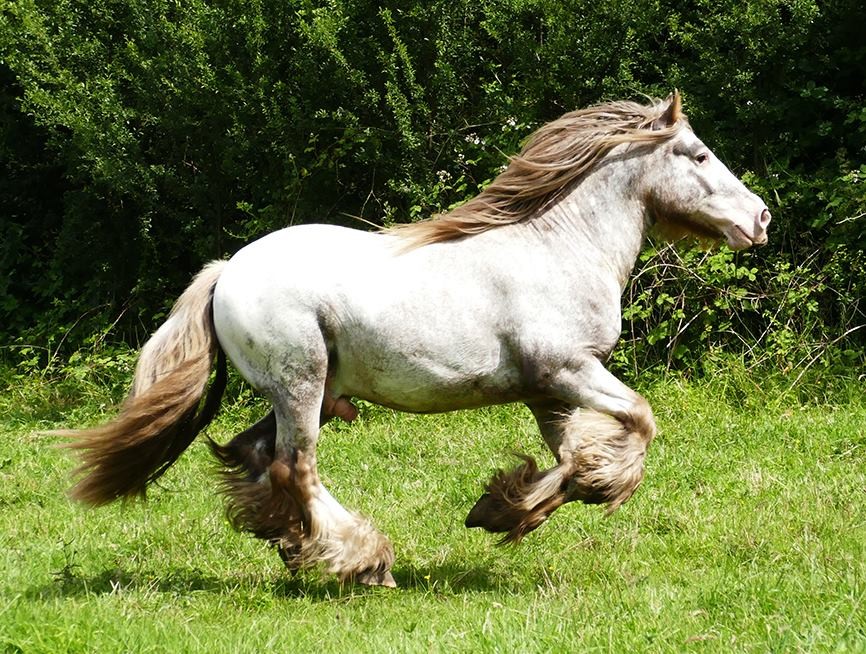 Hermits Diamond Dancer, talon snowcap