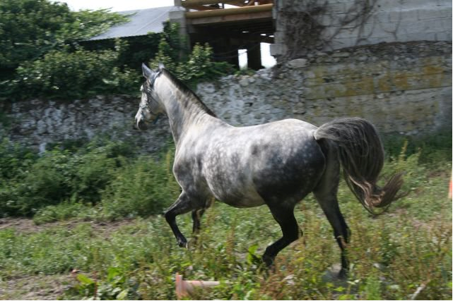 paddock individuel sable pour l'hiver