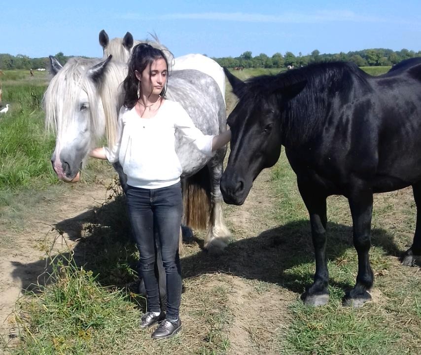 Chevaux maltraits par des particuliers recueillies 