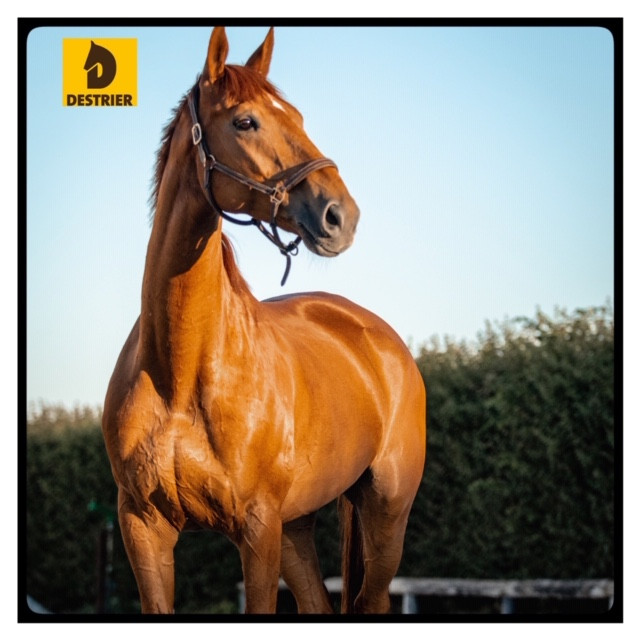 robe de destrier