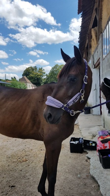 Trotteur fran�ais de 5 ans - A vendre ou �changer
Deroni, hongre de 5 ans, toisant 1m60, bai
Trotteur fran�ais pp
Deroni est un cheval proche de l\'homme, un vrai pot de colle qui adore qu\'on s\'occupe de lui.
Deroni est vert dans le travail, avec du san