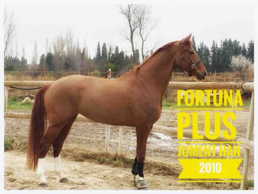 A vendre Fortuna Plus jument hanovrienne de 9ans par Furst Rouseau, sortie en preuves dressage Pro3, chic, gentille, travail avanc pour petit tour. Visite ok. Potentiel intressant.
Renseignements:
Benot Tancredi 0616543072- contact@ecuriemasrobin.com