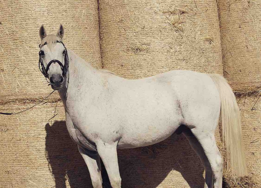 A vendre!!  For sale !! Petit prix
Hongre 14 ans 
Pour loisir 
Tres polyvalent 
Tres proche de l\'homme 

Info ; 0479052966 