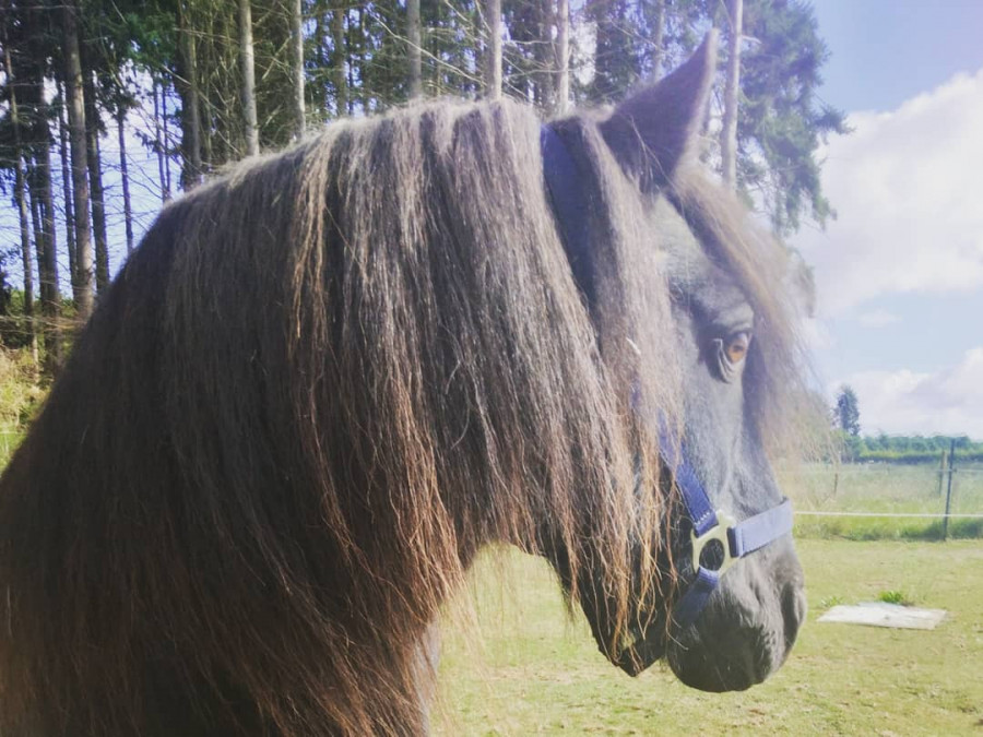 Recherche chevaux et poney en depot vente 