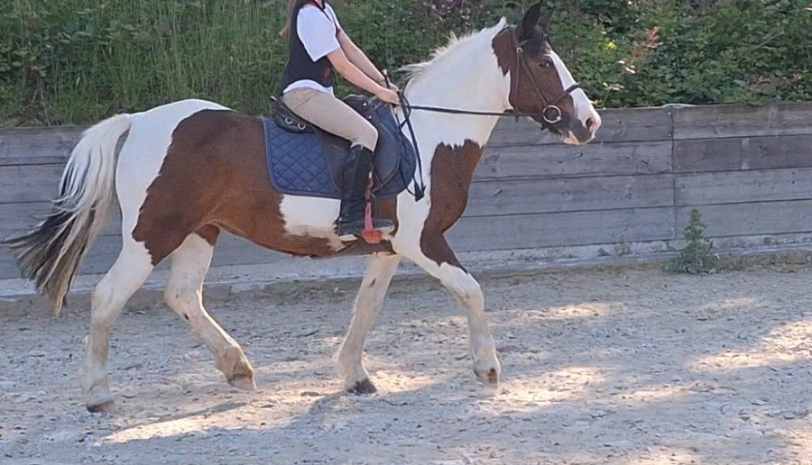 
Ponette de 14 ans - 1m35 - ONC
Jument 
Vaccin 2023
Super chouette monter 
Situer  Gerpinnes en BELGIQUE 
Club qui arrte 
35** OK petit niveau

0493 839 333 
