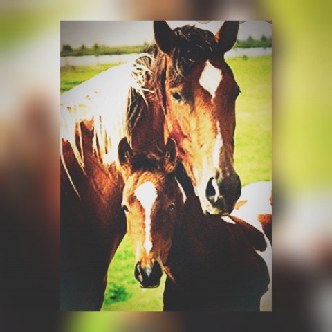 les chevaux sont comme les �toiles 
on ne les voi pas mais on sais quelles sont toujour la ????