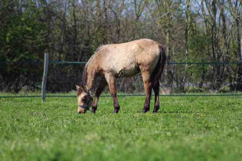 Poulain 1 an isabelle a vendre 